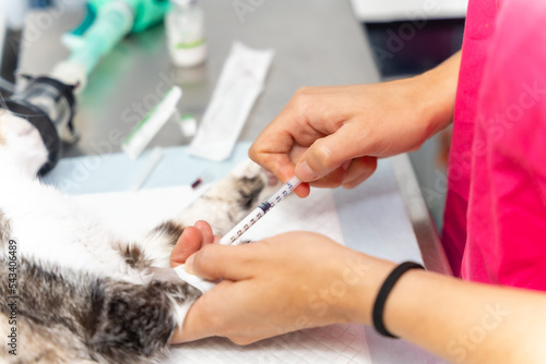 Veterinary clinic, hands of a female veterinarian pricking the anesthetic to the cat on the operating table