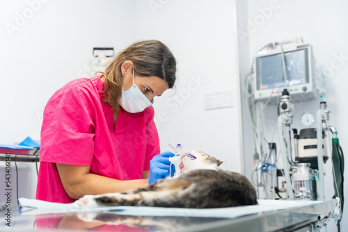 Veterinary clinic with a cat, veterinarian finishing the operation on the operating table