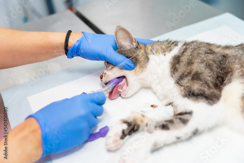 Veterinary clinic with a cat, veterinarian removing the tube from the cat's mouth after the operation