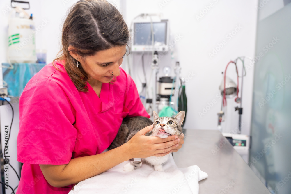 Veterinary clinic, veterinarian with a cat on the operating table checking his teeth Veterinary clinic, veterinarian with a cat on the operating table checking his teeth