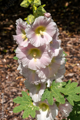 Alcea 'Nigra' (althaea rosea) a tall flowering plant commonly known Hollyhock which has a white  flower during the spring and summer season, stock photo image photo