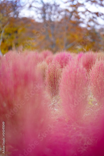 終盤を迎えて退色した晩秋のほっそりとしたコキア