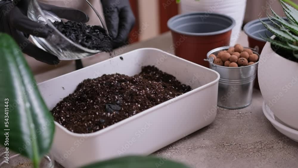 Home Gardening and plant transplantation - Woman pouring wood charcoal into box with soil substrate box Home Gardening and plant transplantation - Woman pouring wood charcoal into box with soil substrate box