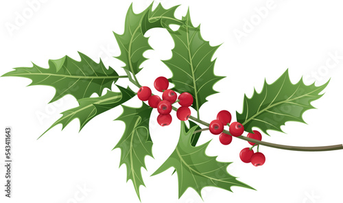 Twig of holly with leaves and berries on white background. Christmas and New Year decoration. Vector illustration of plant elements