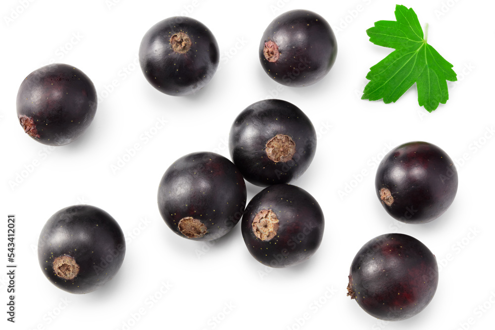 black currant with green leaf isolated on white background. clipping path. top view black currant with green leaf isolated on white background. clipping path. top view