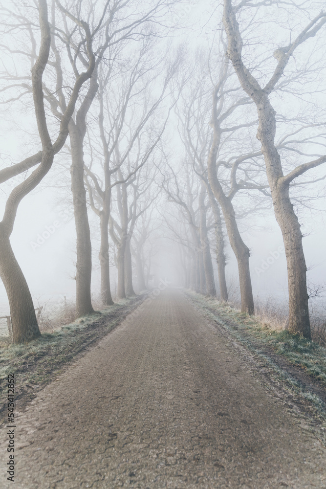 winterliche allee im nebel winterliche allee im nebel