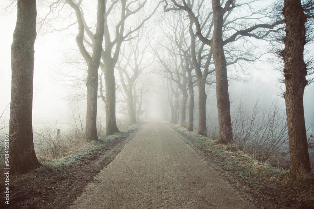 winterliche allee im nebel winterliche allee im nebel
