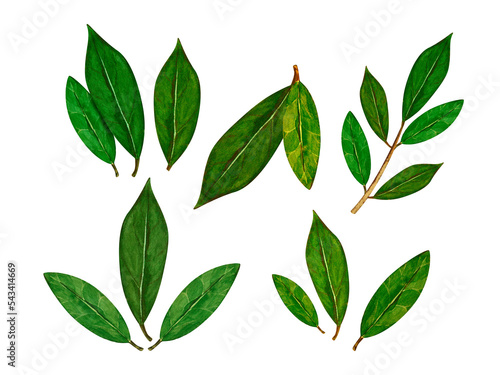 Set bay leaf branches dry and freshness isolated on white background for all prints. Botanical drawing made by hand with watercolor