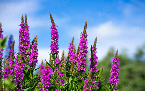 Lythrum.The plant is a purple-leaved willow herb. An elongated wildflower against the blue sky in summer. photo