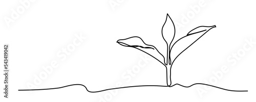 continuous line sapling growing in the garden