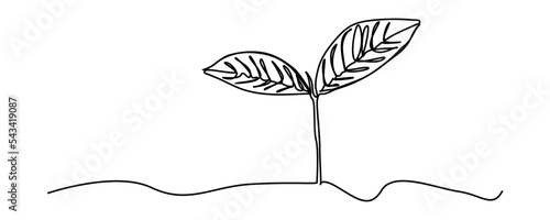continuous line sapling growing in the garden
