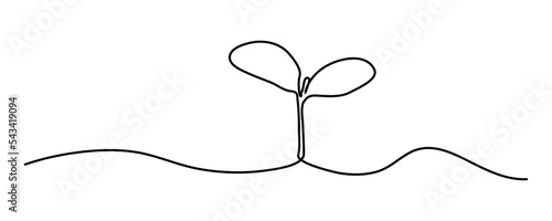continuous line sapling growing in the garden