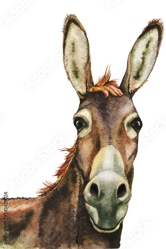 Donkey, farm animals, hand drawn watercolor illustration