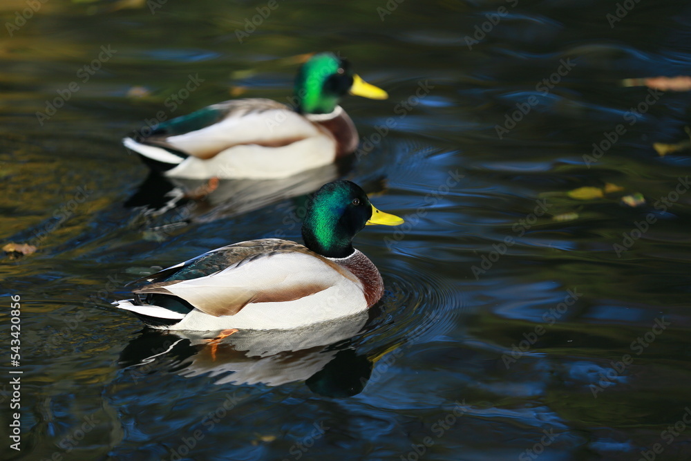 Fototapeta premium Two mallard ducks swimming in the pond