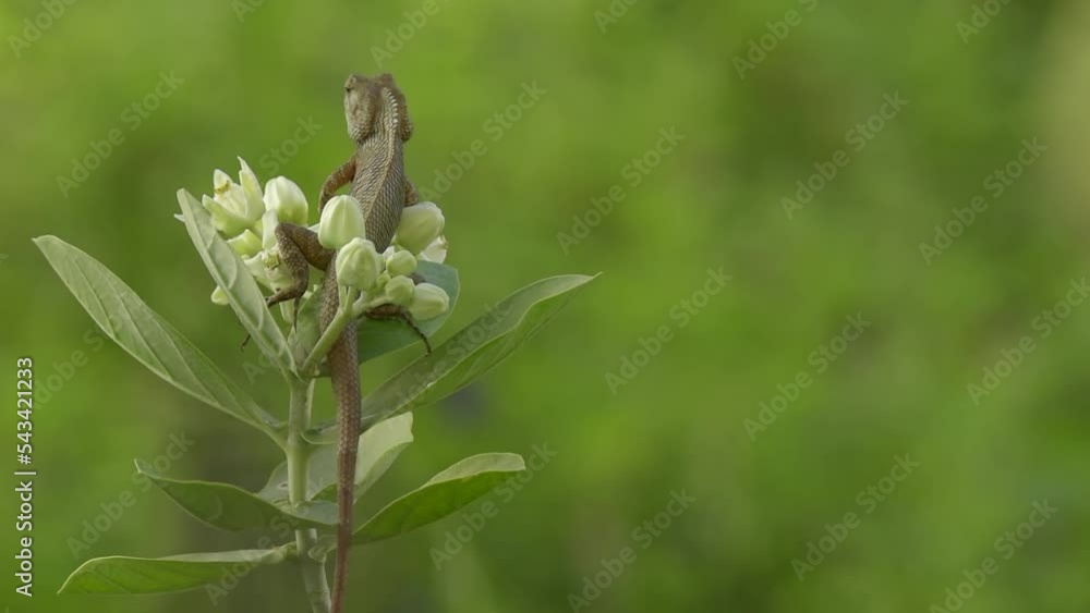 Cute chameleon live in the garden is very beautiful and fresh in nature. Cute chameleon live in the garden is very beautiful and fresh in nature.