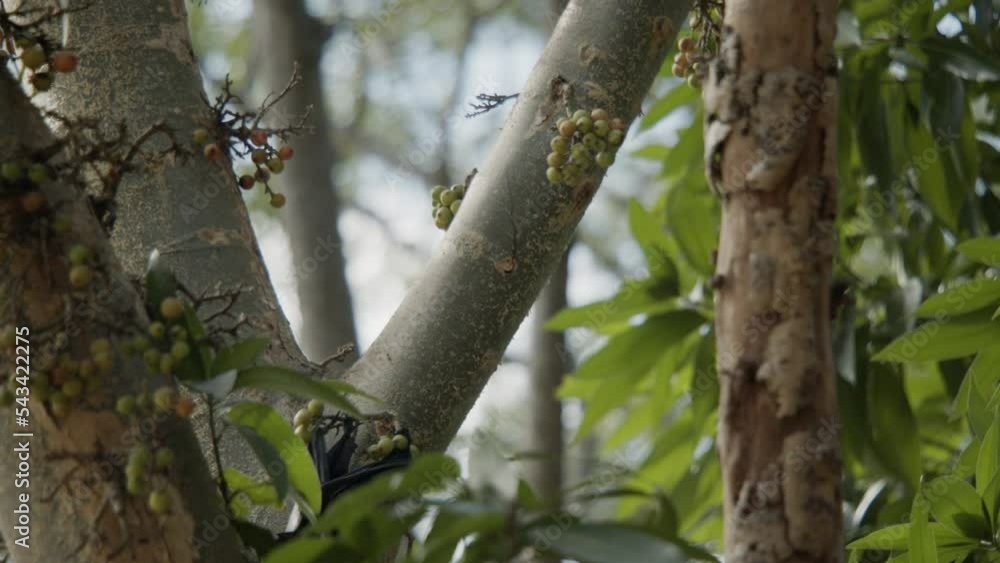 Bat moving down a branch crawling, from branch to branch, on fig gular tree Bat moving down a branch crawling, from branch to branch, on fig gular tree