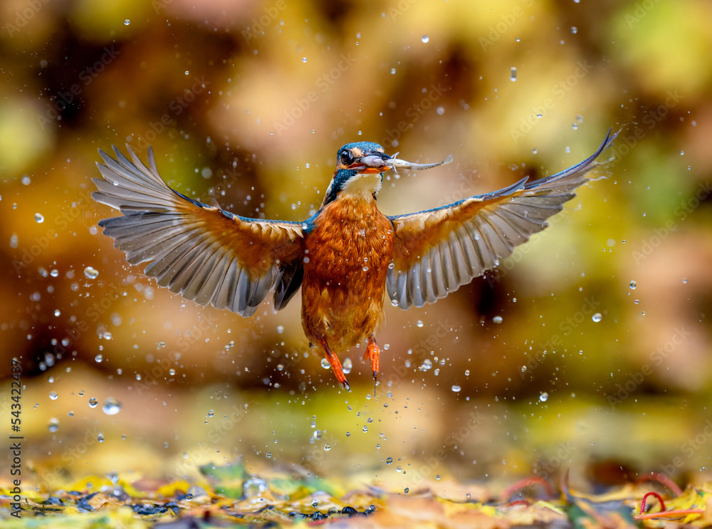 Obraz premium Kingfisher catching fish in Suffolk, UK during Autumn. The Autumn leaves provioding a beautiful colourful background