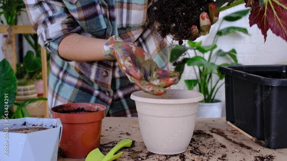 Transplanting a home plant Begonia into a pot with a face. A woman plants a stalk with roots in a new soil. Caring for a potted plant, hands close-up Transplanting a home plant Begonia into a pot with a face. A woman plants a stalk with roots in a new soil. Caring for a potted plant, hands close-up