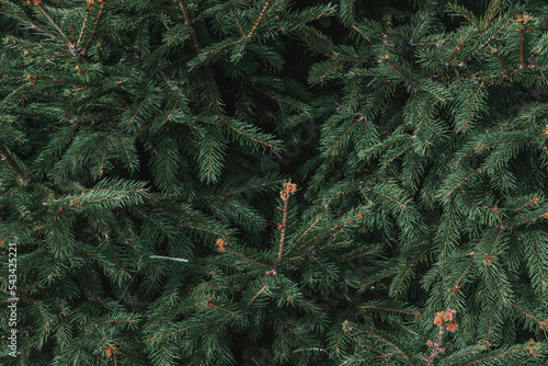Spruce branch. A beautiful fir branch with needles. Branches of a green spruce in the forest. Spruce close-up. Natural green Christmas tree background.Selective focus.