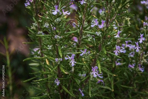 The selected focus. Blue flowers on a green background. Blooming rosemary on a sunny day. Rosemary plant with blue and purple flowers. Medicinal herb in the garden. Blooming rosemary. A flowering rose