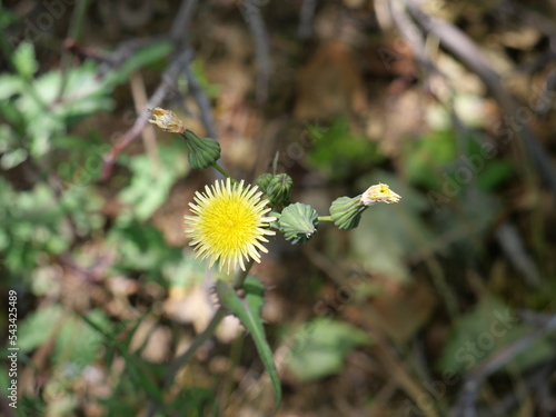 Yellow woodsorrel Oxalis stricta L, Sonchus asper Common Name  Spiny Sowthistle, Erechtites hieraciifolius. photo