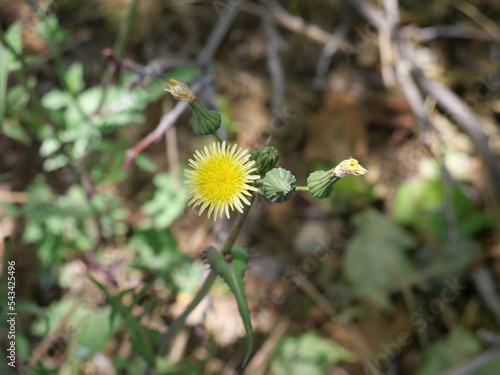 Yellow woodsorrel Oxalis stricta L, Sonchus asper Common Name  Spiny Sowthistle, Erechtites hieraciifolius. photo