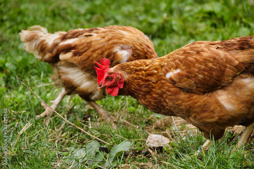 Fototapeta premium hens and chickens in the farm green field