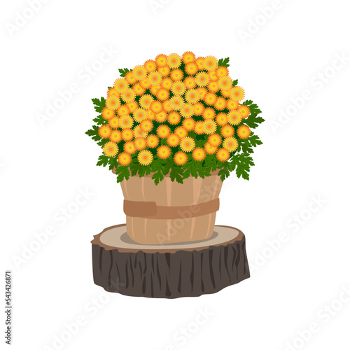 Chrysanthemum bush in wooden pot. Autumn decor