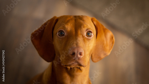 vizsla dog portrait