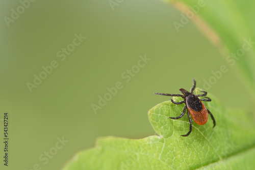 Parasitic deer tick waiting on green leaf with blurry nature background. Ixodes ricinus or scapularis. Closeup of hidden dangerous mite. Carrier of tick-borne diseases as encephalitis or Lyme disease.