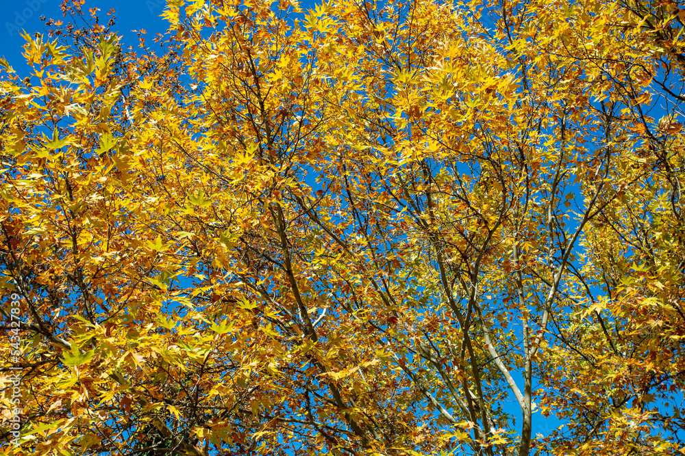 Fototapeta premium yellow foliage leaves autumn tree forest