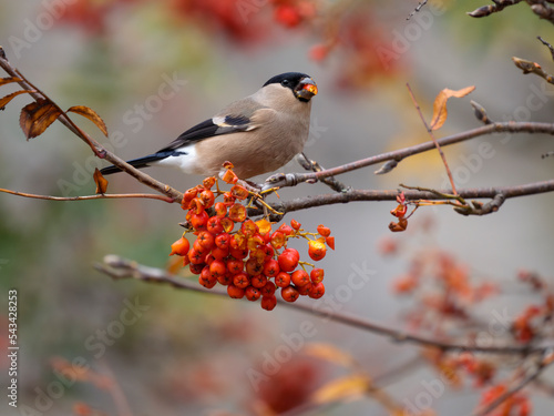 Bullfinch, Pyrrhula pyrrhula