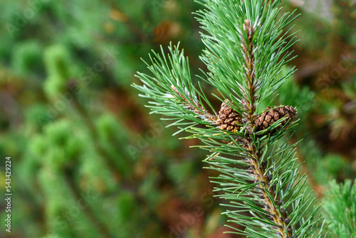 Pine tree branch growing in forest