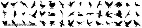 Fotografia Bird black silhouettes of different kind