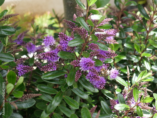 Hebe Wiri Charm is a compact evergreen shrub with rose-puple flowers that are produced from the spring until the autumn. photo