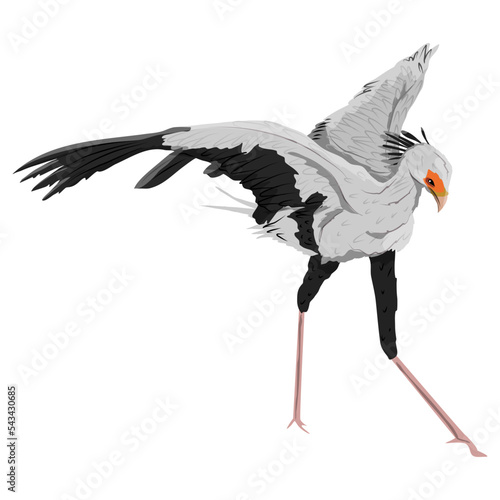The secretary bird Sagittarius serpentarius spread its wings. Wild birds of Africa. realistic vector animal