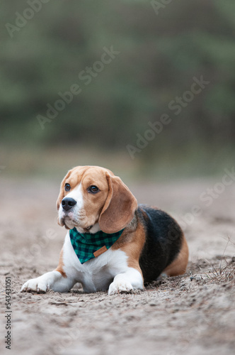 beagle, dog, animal, pet, puppy, cute, portrait, hound, white, breed, brown, pedigree, outdoor, young, nature