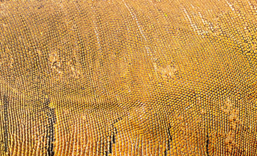 Fototapeta premium closeup macro of brown sandy lizard reptile skin. background
