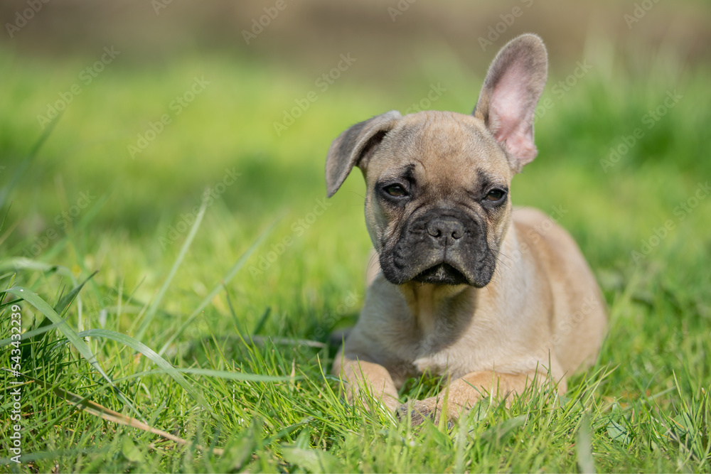 Französische Bulldogge als Welpe mit Schlappohr im Gras