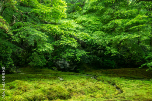 京都 瑠璃光院の庭園を彩る鮮やかな夏の新緑