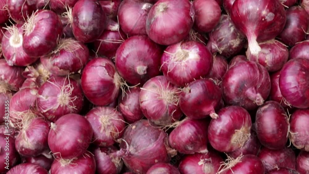 fresh organic onion from farm close up from different angle fresh organic onion from farm close up from different angle