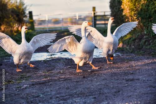 White free range Embden Geese and Gander flapping Wings photo