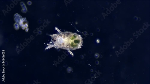 Microscopic mite view under microscope magnification 20x photo