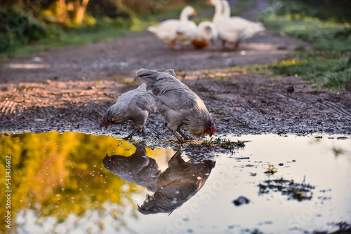 Cockerels free range, reflection in puddle water