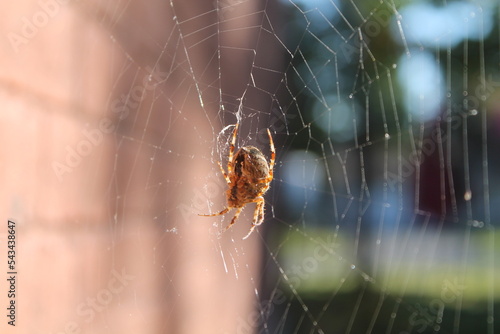Jolie araignée dans sa magnifique toile Fototapet