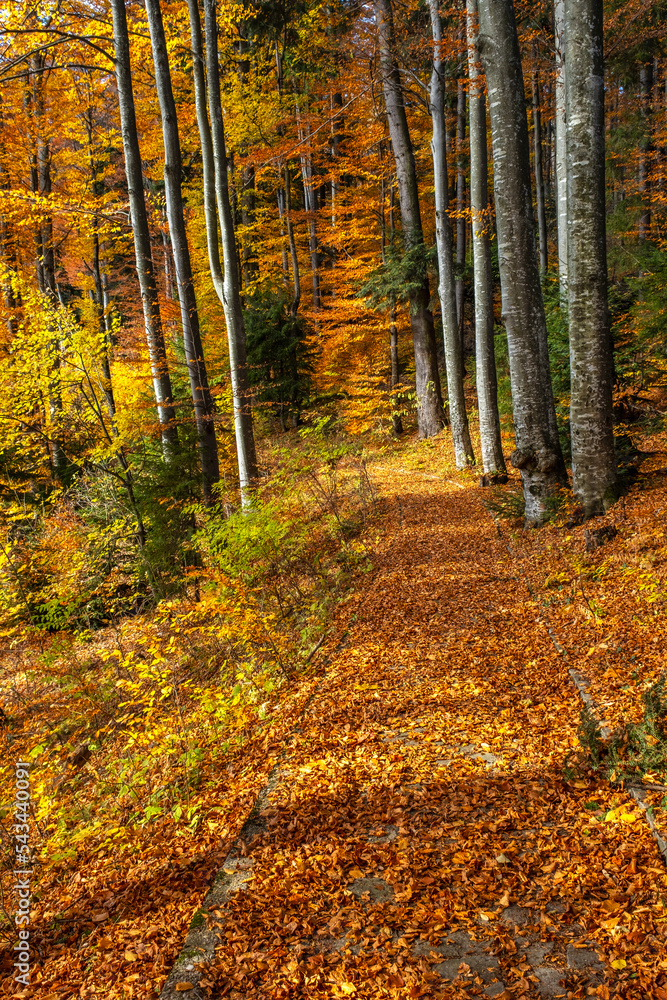 Autumn park with path and leaves