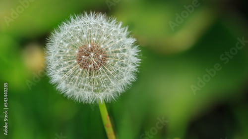 A white Dandelion macro on a green out-of-focus background 