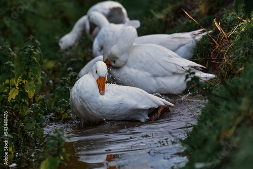 Geese bathing in a stream photo