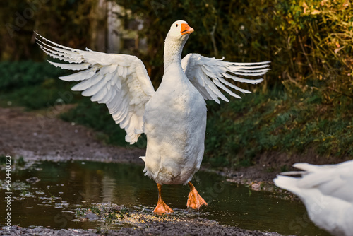 Fotografia Gander and geese Flapping wings