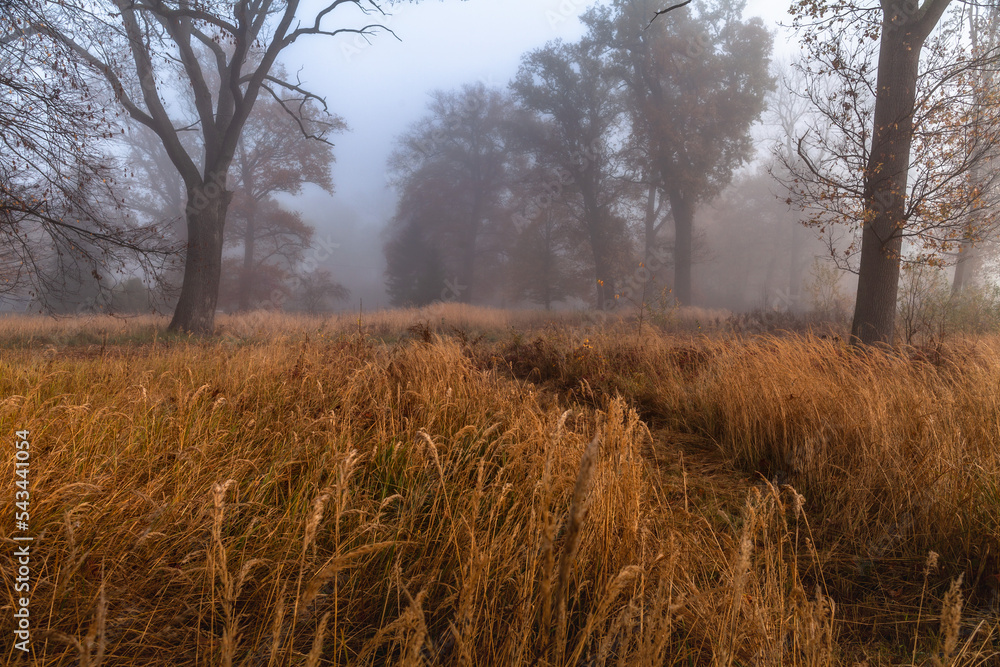 Pathway among the misty trees